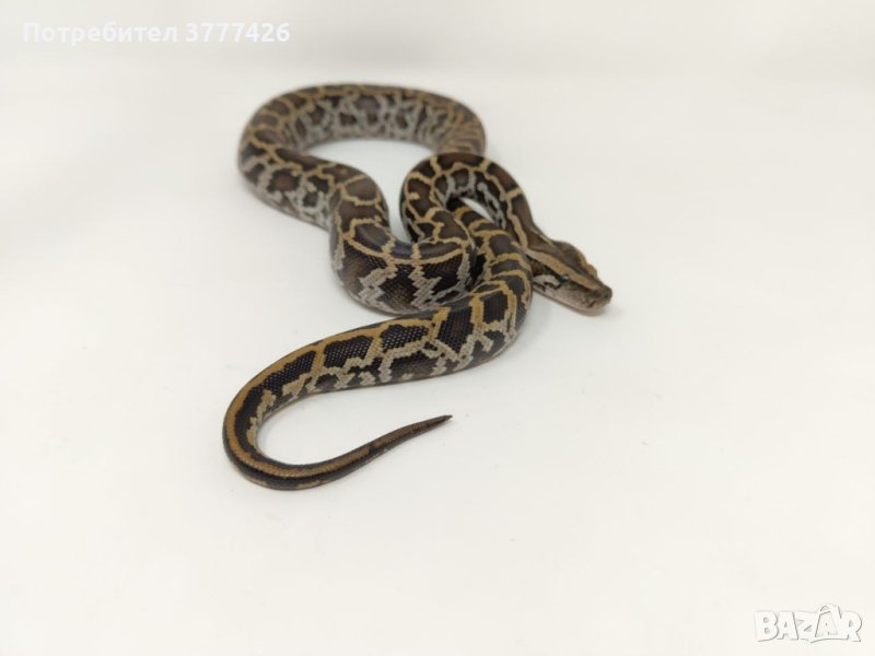 Бирмански Питон / Python bivittatus, снимка 1