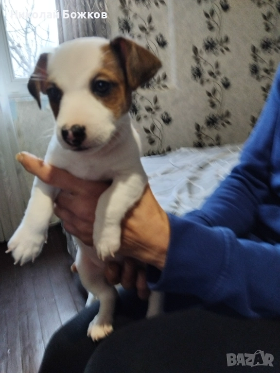 Женско кученце на 46 дни, снимка 1