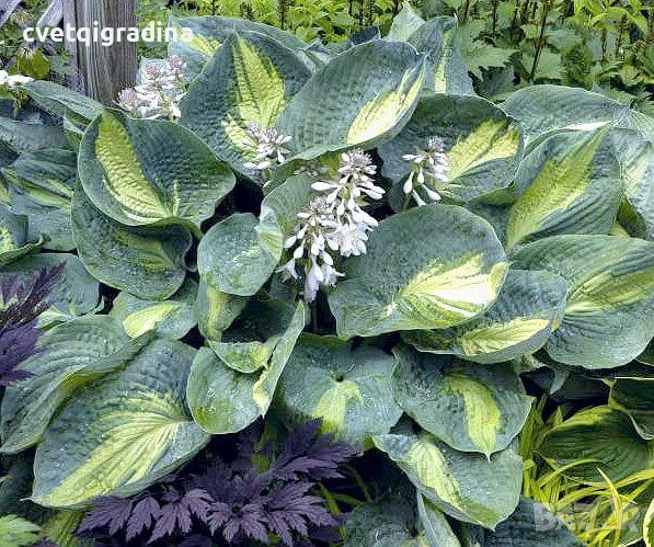 Hosta Golden Meadows (Хоста Златни ливади), снимка 1