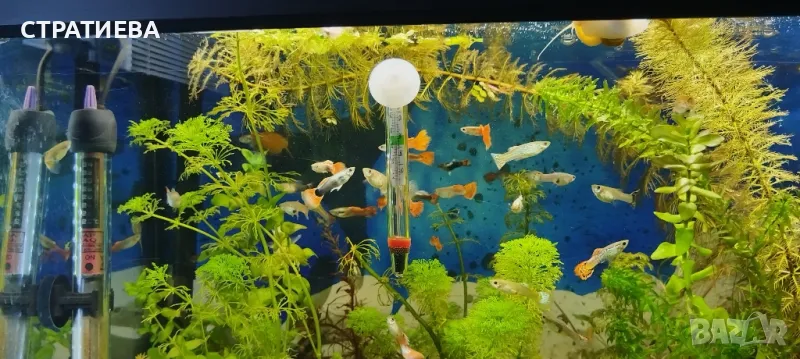 Гупи отглеждани в домашни условия., снимка 1