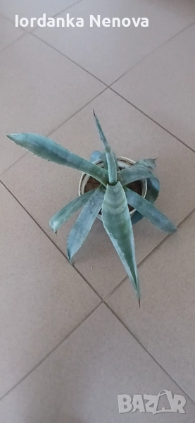 Агаве, снимка 1