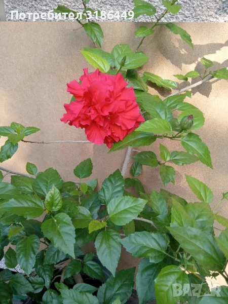 Китайска роза, червена, кичеста, снимка 1