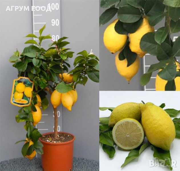   Лимон Лимонови дръвчета ,лимон дръвче цена, снимка 1