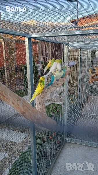 вълнисти папагали, снимка 1