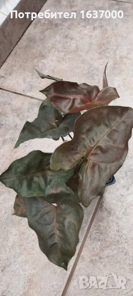 Сингониум Brocante , снимка 1