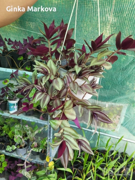 Традисканция Зебрина Кошница - 6,99лв., снимка 1