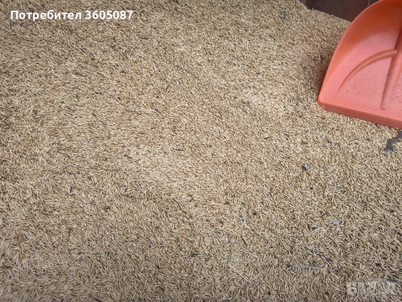 Овес, снимка 1