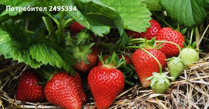 Prodavam korencheta celogodishni qgodi 2 sorta Selva i ostara, снимка 1