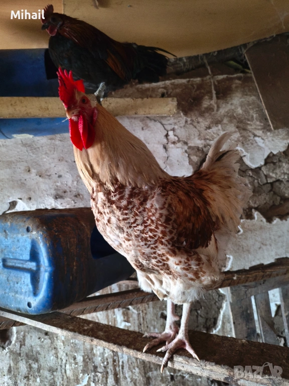 Продавам петли, снимка 1