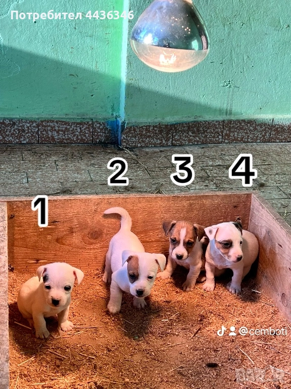 Продавам Джак Ръсел Териер, снимка 1