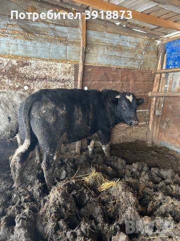 Продавам мъжко теле, снимка 2 - Крави - 53165902