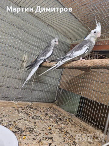 Млади мъжки Белолики корели  , снимка 1