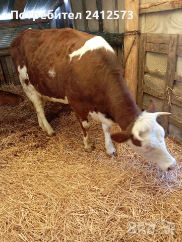 Продавам четири крави и четири телета,, снимка 5 - За селскостопански - 54122735
