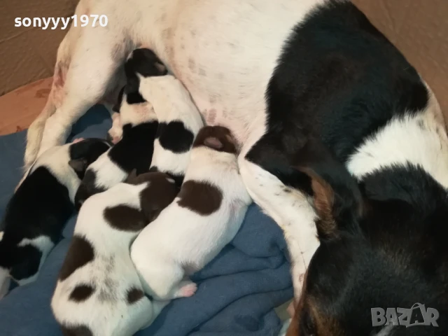 ДЖАК РЪСЕЛ 1607251626, снимка 10 - Джак ръсел териер - 51385539