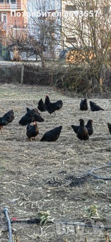Оплодени яйца от черен австралорп , снимка 4 - Кокошки и пуйки - 44375254
