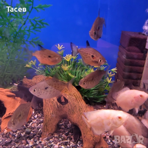 Метинис  точков долар 4-5см