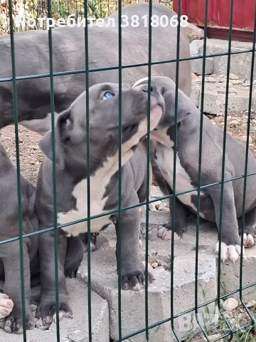 Американско Були / American Bully, снимка 4 - Други - 56542487