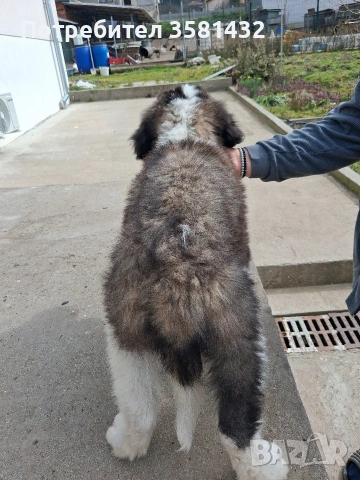 Санбернар, снимка 4 - Санбернари - 54037249