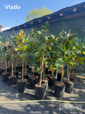 Магнолия Грандифлора(Grandiflora) - вечнозелена, снимка 3 - Градински цветя и растения - 54015708