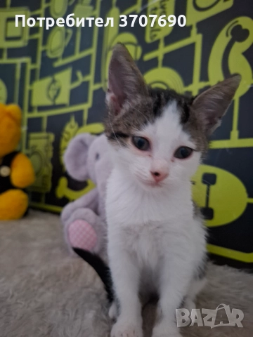 Мъжко котенце на 2,5месеца, снимка 6 - Други - 52014977