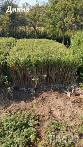 Лигуструм жив плет