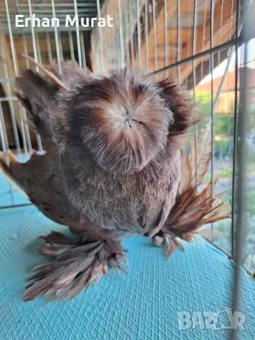 gılıbi, снимка 3 - Гълъби - 51081727