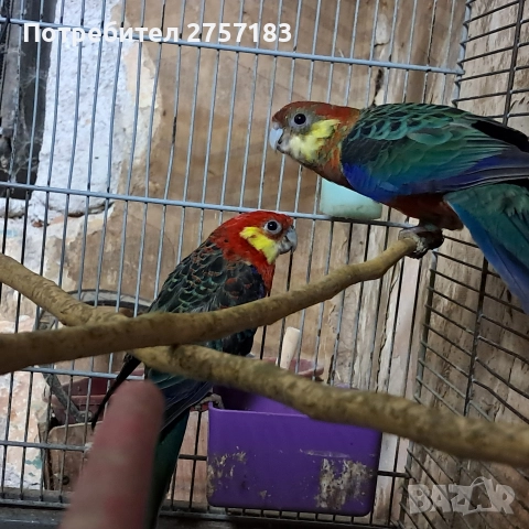 продавам жълтобуза розела 2 мъжки 1 женска, снимка 6 - Папагали - 52938568