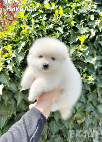 Померан момче. Померанче, снимка 6 - Померан - 54252969