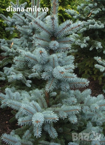 Сребрист смърч, Picea pungens 'Misty Blue', снимка 4 - Градински цветя и растения - 52436705