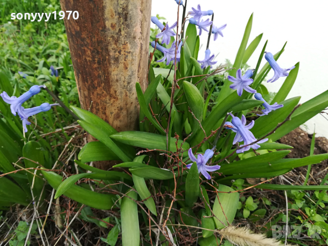 ГРЪМ МНОГО ЗЮМБЮЛИ С ЛУКОВИЦИ В САКЦИЯ 1303241626, снимка 10 - Градински цветя и растения - 44746712