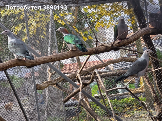 Плодоядни гълъби, снимка 2 - Папагали - 52631202