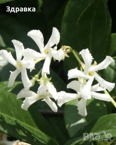 Звездовиден Жасмин 110см, снимка 3 - Градински цветя и растения - 52261922