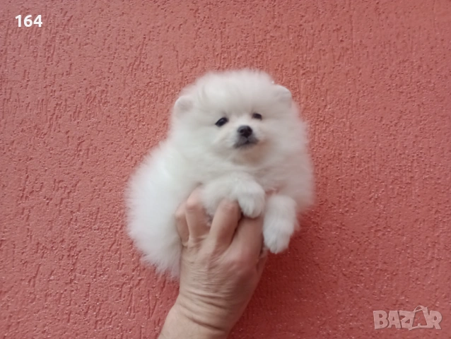 Мъжки бял Померан. Реални снимки от 01.02.26 г. 