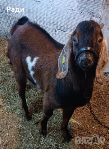 Продавам породисто пръчле 