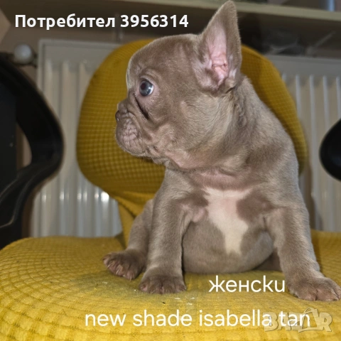 Френски булдог търси дом 🐾 Малки френски булдочета на 40 дни търсят своето  ново  семейство. , снимка 4 - Френски булдог - 54364366