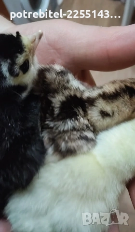 Пуешки яйца-2 Евро броя. 