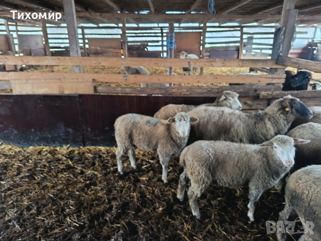 продавам две шилета-35-40кг. За района на Варна