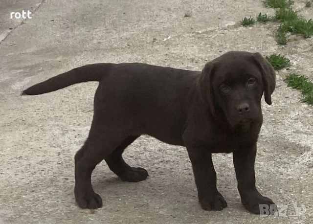 Шоколадов лабрадор