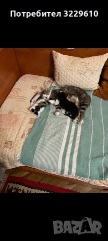 Котенца търсят дом 