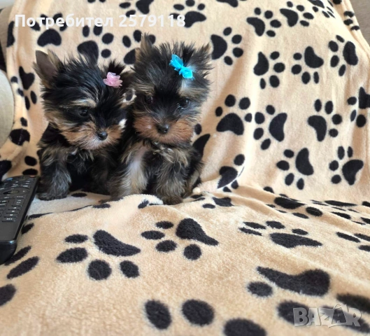 мини йоркширски териер, снимка 4 - Йоркширски териер - 54330323