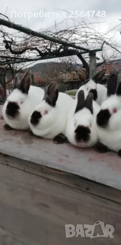 Калифорнийски зайци