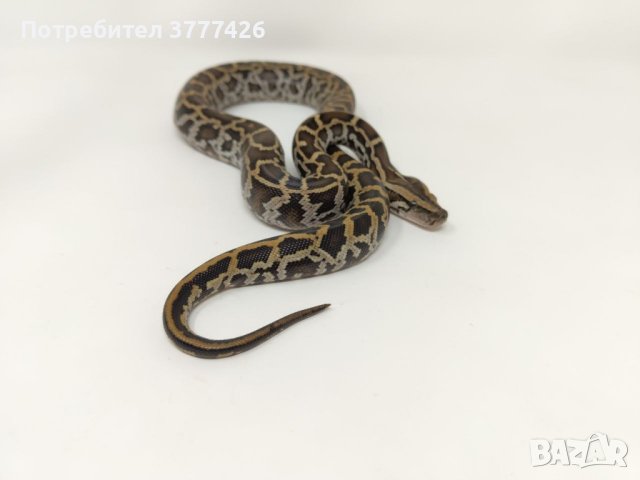 Бирмански Питон / Python bivittatus
