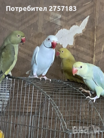 продавам малки александри , снимка 5 - Папагали - 53991993