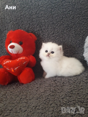 Котенца Гледани със Истинска Обич, снимка 12 - Други - 52655414