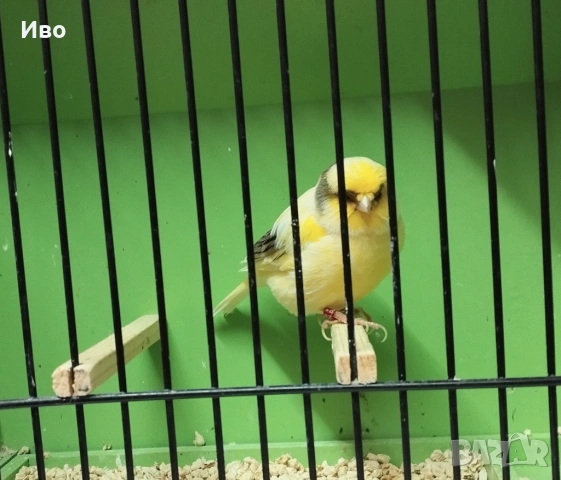 Глостери , снимка 5 - Канари - 53037062