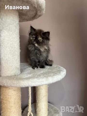 Персийски котенца , снимка 8 - Персийска - 56340555
