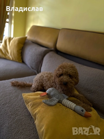 Той пудел на 1г и 4м , снимка 6 - Пудели - 52943954