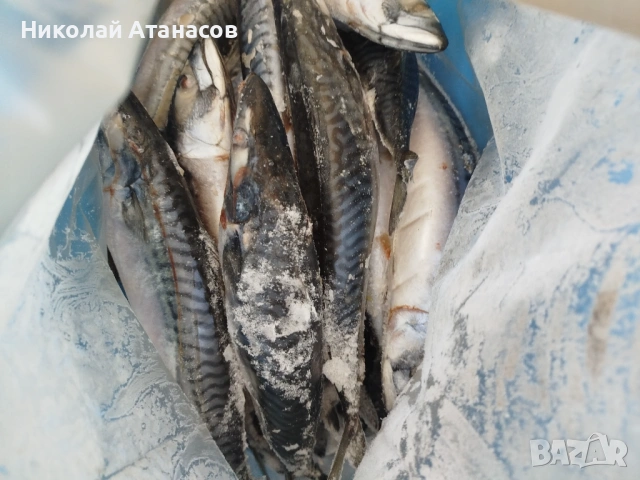 Риба скумрия 