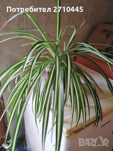 Хлорофитум /зелена лилия/, снимка 3 - Стайни растения - 34593439
