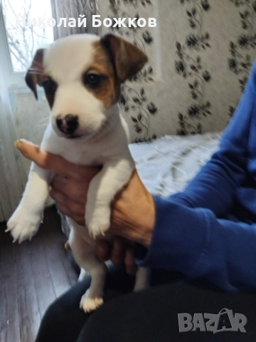 Женско кученце на 46 дни